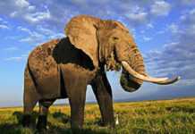 Offensive meurtrière contre les éléphants au Cameroun Offensive meurtrière contre les éléphants au Cameroun