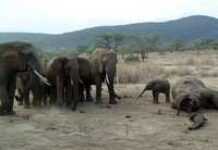 Cameroun : le gouvernement réagit enfin au massacre des éléphants !