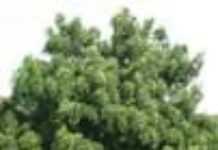 L’arbre à l’honneur au Bénin L’arbre à l’honneur au Bénin