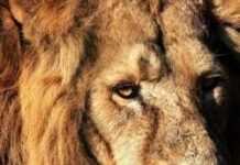 Kenya : des lions en ville