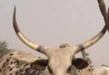 La peste fait rage en RDC La peste fait rage en RDC