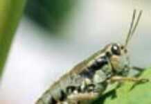 Sahel : la France se mobilise pour lutter contre la crise acridienne Sahel : la France se mobilise pour lutter contre la crise acridienne