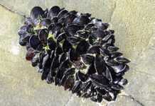 Maroc : la chasse aux moules, nouveau gagne-pain des chômeurs Maroc : la chasse aux moules, nouveau gagne-pain des chômeurs