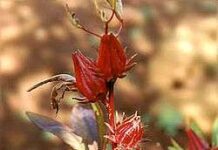 Karkadé ou carcadet Karkadé ou carcadet