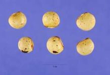 Angole au lait de coco Angole au lait de coco