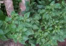 Bénin : le Pnud encourage l’entrepreneuriat agricole Bénin : le Pnud encourage l’entrepreneuriat agricole