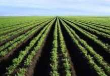 Pas de vraie agriculture sans droits de propriété