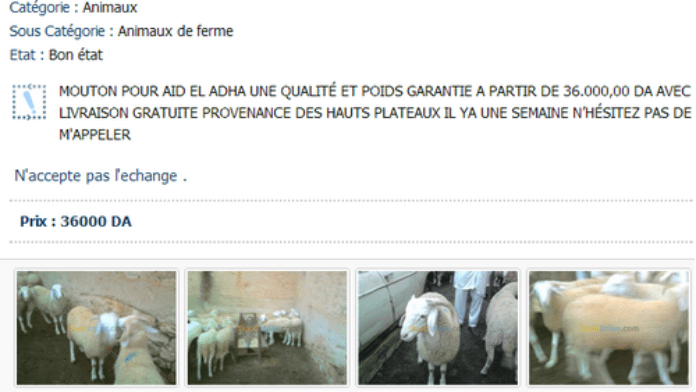 moutons-sur-le-web.png