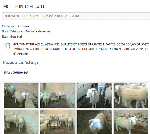 moutons-sur-le-web.png
