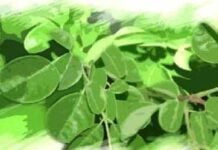 Mboume – Névadaye Sauce de feuilles de moringa Mboume – Névadaye Sauce de feuilles de moringa