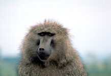 Zimbabwe : l’urine de babouin ou la potion de la fidélité Zimbabwe : l’urine de babouin ou la potion de la fidélité