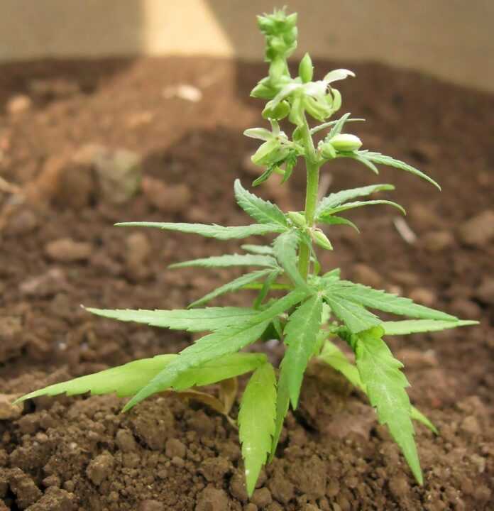 1024px-Cannabis_sativa_eden