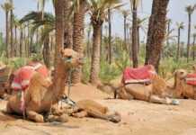 Maroc : pourquoi l’économie n’est-elle pas libre ?