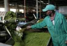 Cote d’Ivoire : le mutuellisme, clé de développement agricole