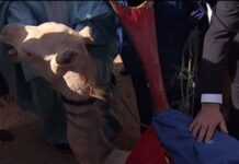 Mali : coup de théâtre, le « chameau présidentiel » a été volé Mali : coup de théâtre, le « chameau présidentiel » a été volé