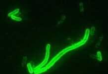 Retour inquiétant de la peste à Madagascar Retour inquiétant de la peste à Madagascar