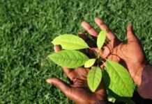 Protection de l’environnement en Afrique : pour une nouvelle approche