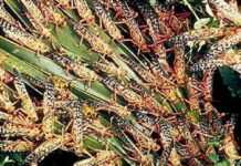 Mangez des insectes !
