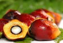 L’huile de palme, dénigrée à tort selon les scientifiques L’huile de palme, dénigrée à tort selon les scientifiques