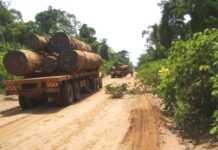 Centrafrique : la société civile récuse le projet « pétrole contre bois » Centrafrique : la société civile récuse le projet « pétrole contre bois »