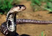 Nigeria : une invasion de serpents fait des centaines de morts