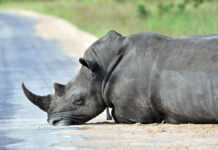 Un rhinocéros couché sur le sol