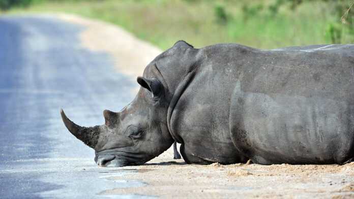 Un rhinocéros couché sur le sol