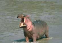 Cameroun : un hippopotame dévore un homme