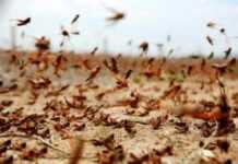 La Sahel menacé par une invasion de criquets