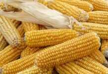 Des scientifiques kényans cultivent un maïs résistant à la sécheresse