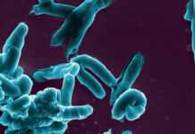 La tuberculose, « une maladie d’origine humaine » La tuberculose, « une maladie d’origine humaine »