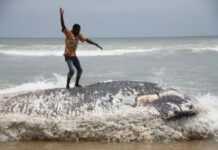 Ghana : enquête sur la mort mystérieuse de 5 baleines