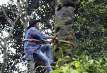 Nigeria : l’industrie du vin de palme compromise par les conditions de production Nigeria : l’industrie du vin de palme compromise par les conditions de production