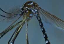 Une nouvelle espèce de moustique découverte à Mayotte!