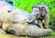 Zimbabwe : au moins 100 éléphants empoisonnés au cyanure Zimbabwe : au moins 100 éléphants empoisonnés au cyanure