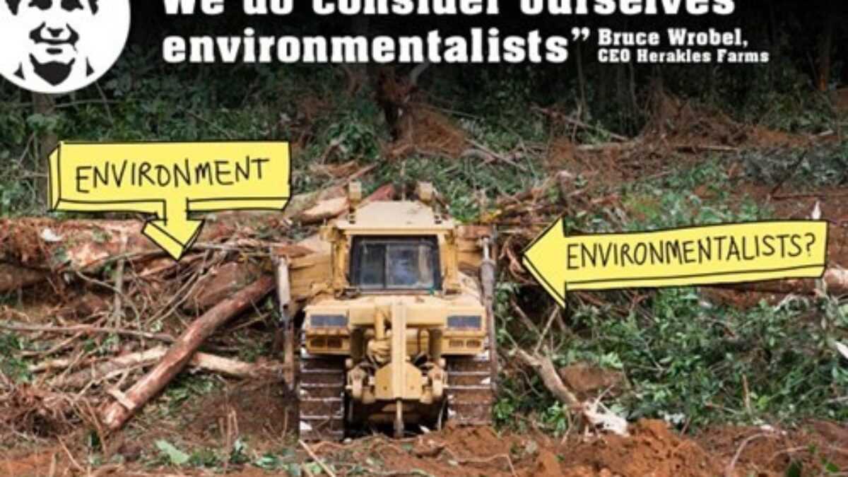 Palmiers à huile au Cameroun Herakles Farms, une saga à rebondissements