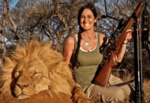Elle devient l’ennemie des Sud-Africains après avoir tué un lion
