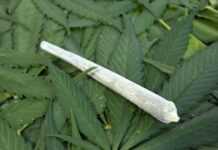 Belgique : sept tonnes de marijuana en provenance d’Afrique saisies