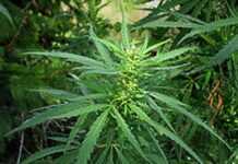 Maroc : vers la légalisation du cannabis ?