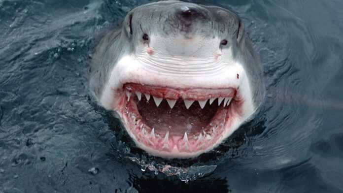 Dents de requin