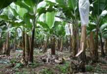 Le chlordécone : ce pesticide qui augmente les risques de prématurité et de cancer Le chlordécone : ce pesticide qui augmente les risques de prématurité et de cancer