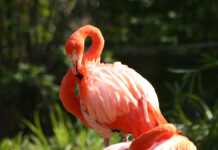 Greater, le plus vieux flamant rose s’est éteint à 83 ans