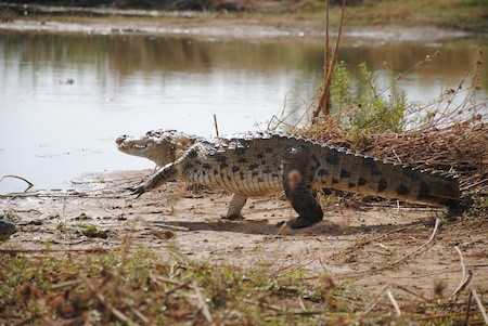 croco_en_marche.jpg