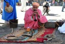 Maroc : un charmeur de serpent tué par son cobra à Marrakech Maroc : un charmeur de serpent tué par son cobra à Marrakech