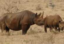 Kenya : le braconnage des rhinocéros en nette hausse en 2013