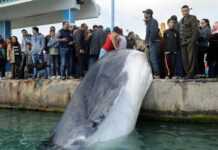 Tunisie : une baleine de 10 mètres prise dans des filets de pêche meurt Tunisie : une baleine de 10 mètres prise dans des filets de pêche meurt