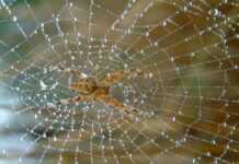 Quand des centaines d’araignées forcent une famille à quitter son domicile Quand des centaines d’araignées forcent une famille à quitter son domicile