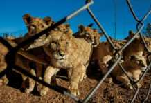 Afrique du sud : mobilisation contre la « chasse en conserve » des lions