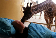 Quand une girafe donne un baiser d’adieu à son soigneur mourant !