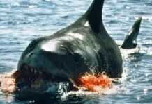 Un requin